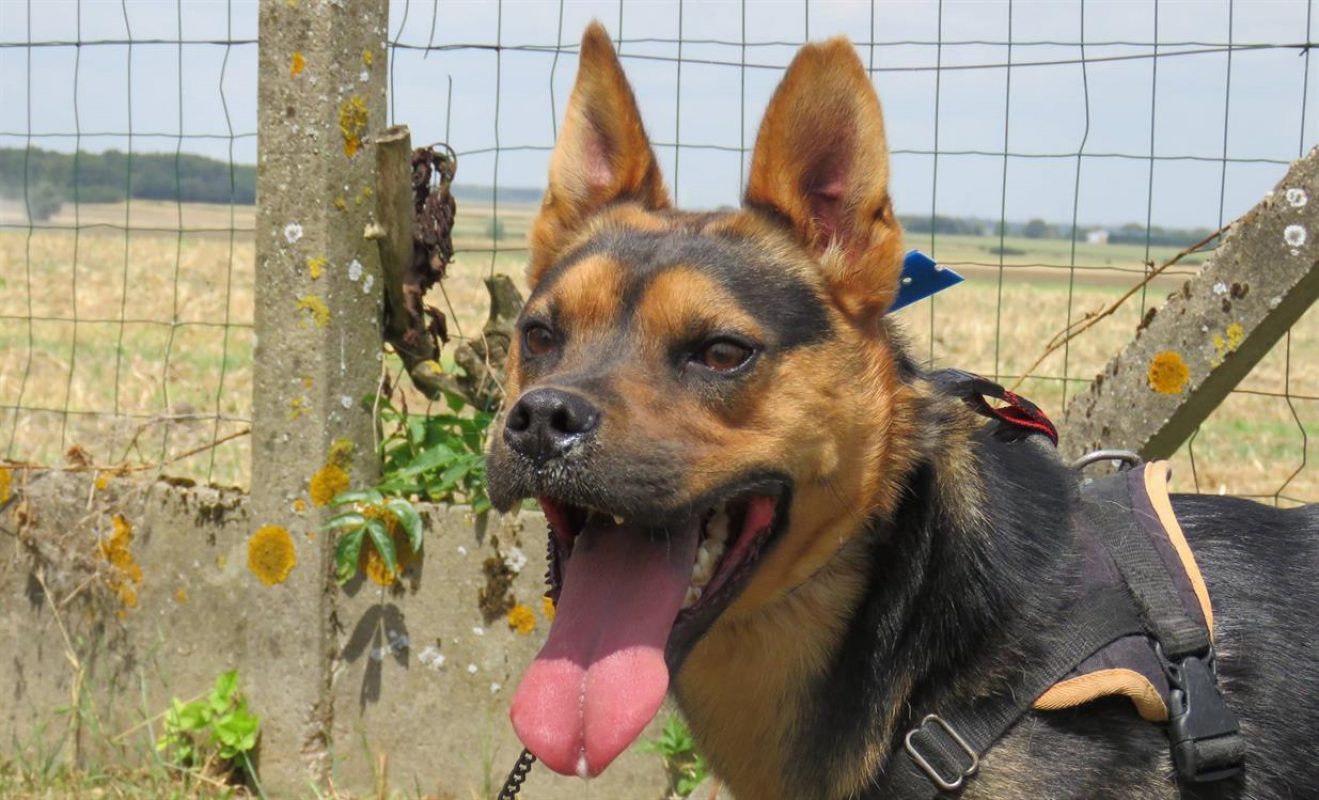 Ghost - Chien à adopter - photo 3