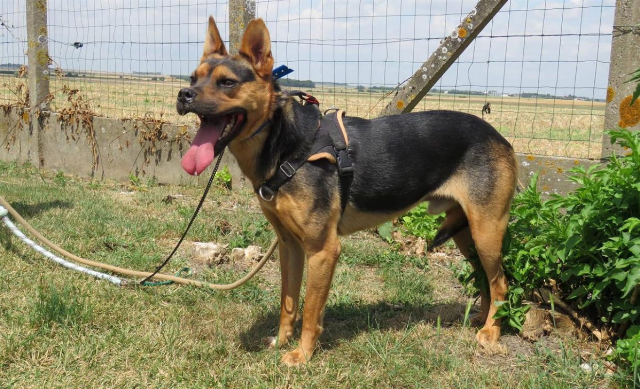 Ghost - Chien à adopter - photo 4