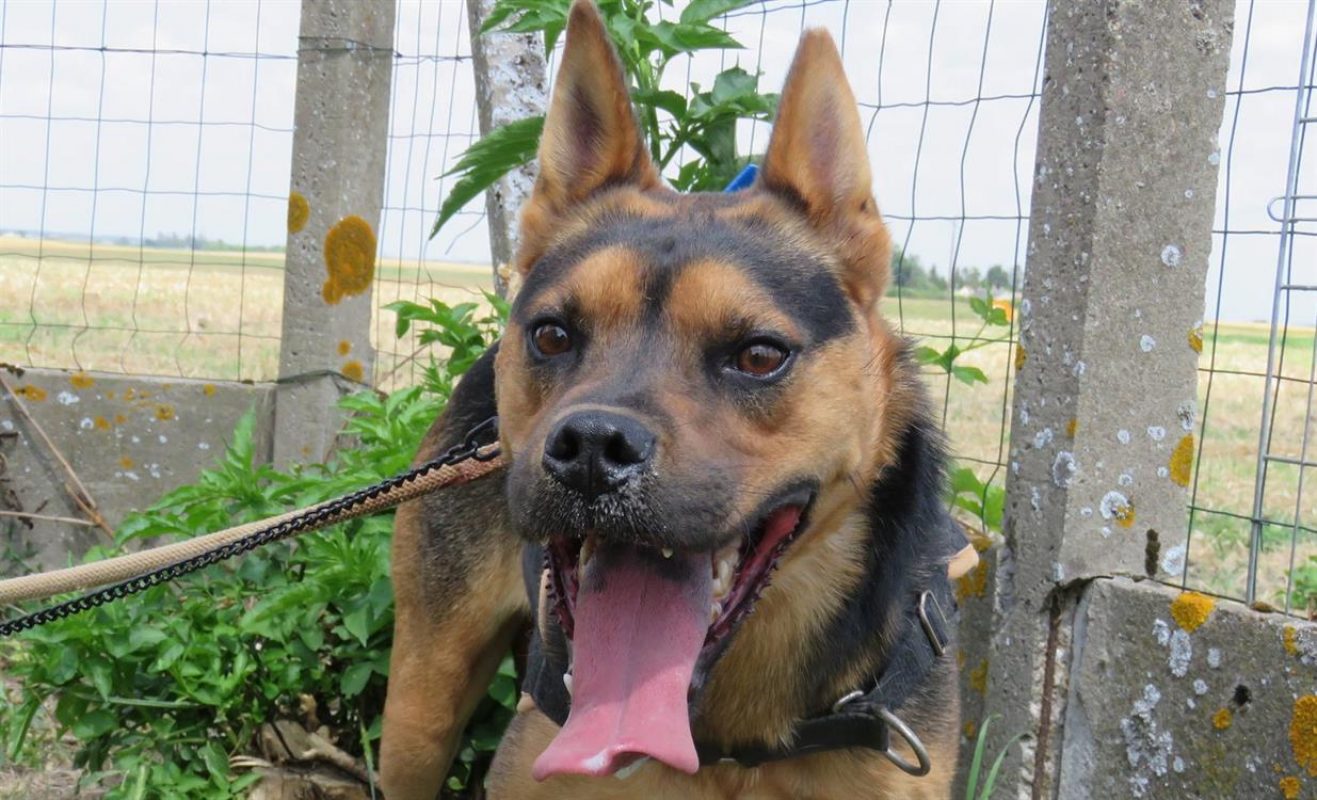 Ghost - Chien à adopter - photo 5
