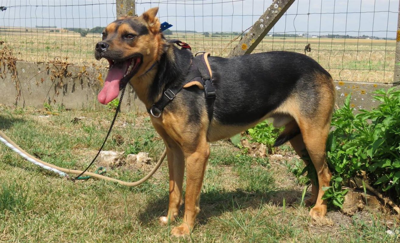 Ghost - Chien à adopter - photo 6