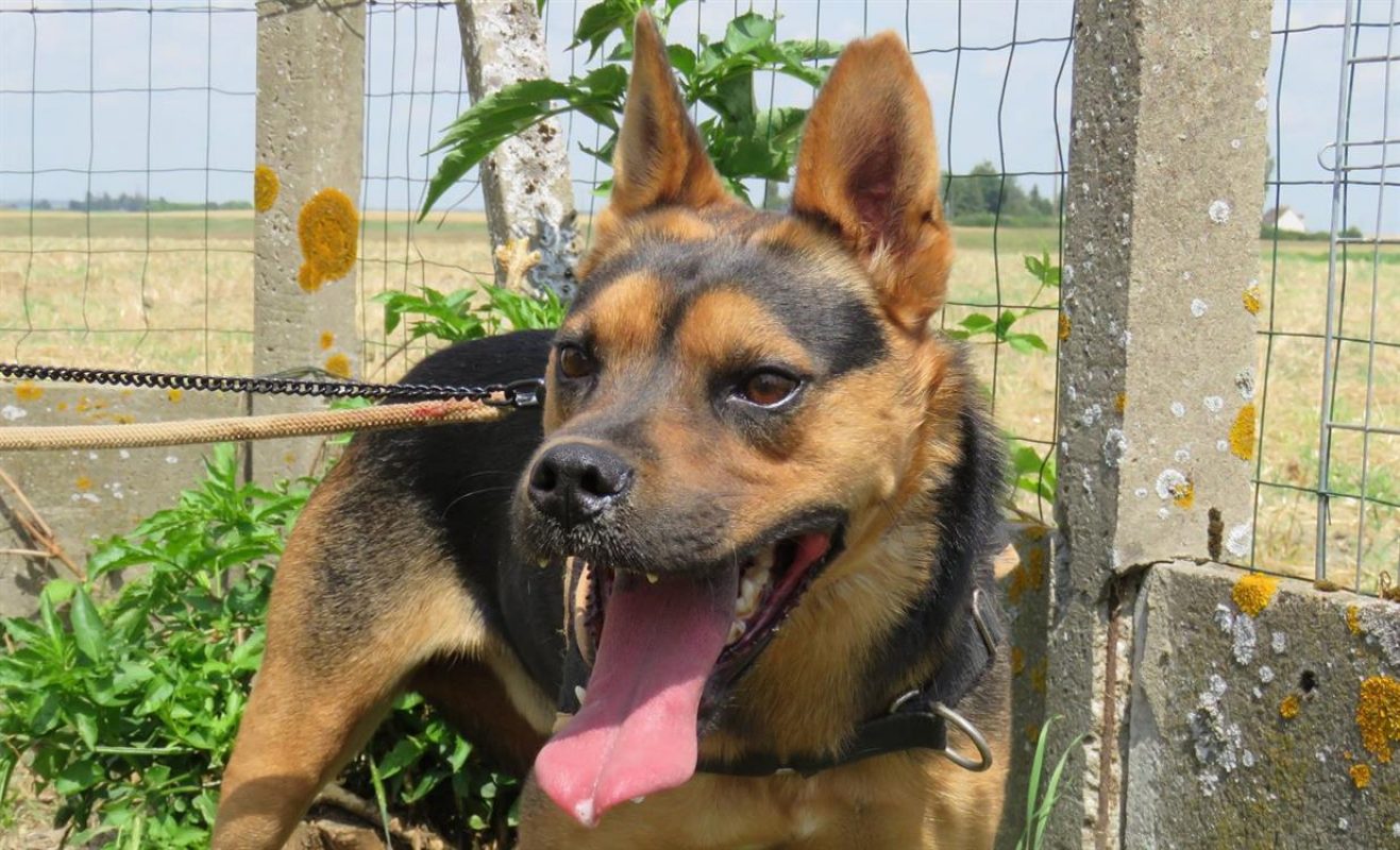 Ghost - Chien à adopter - photo 7