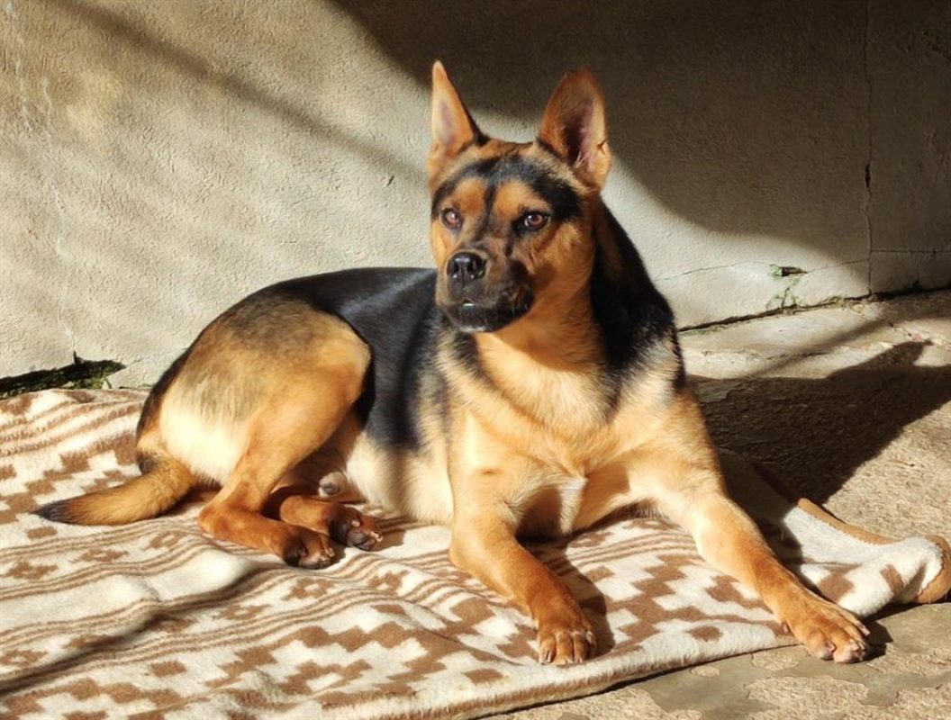 Ghost - Chien à adopter - photo 9