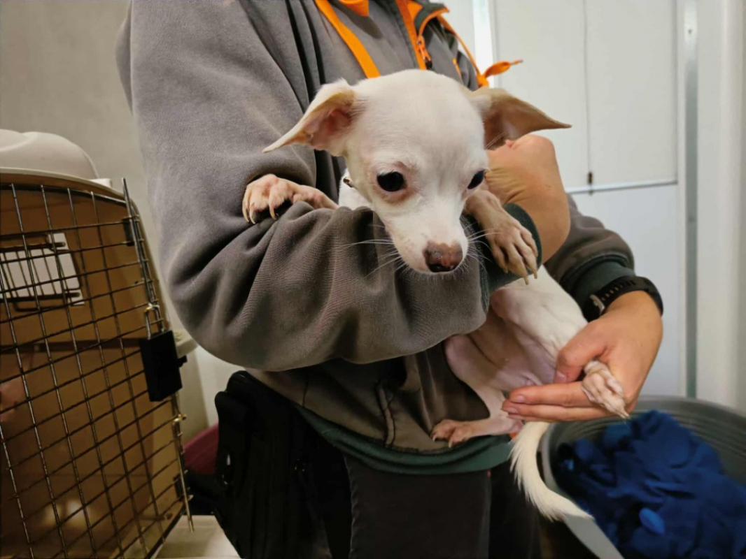 Photo #1 de Polly qcn