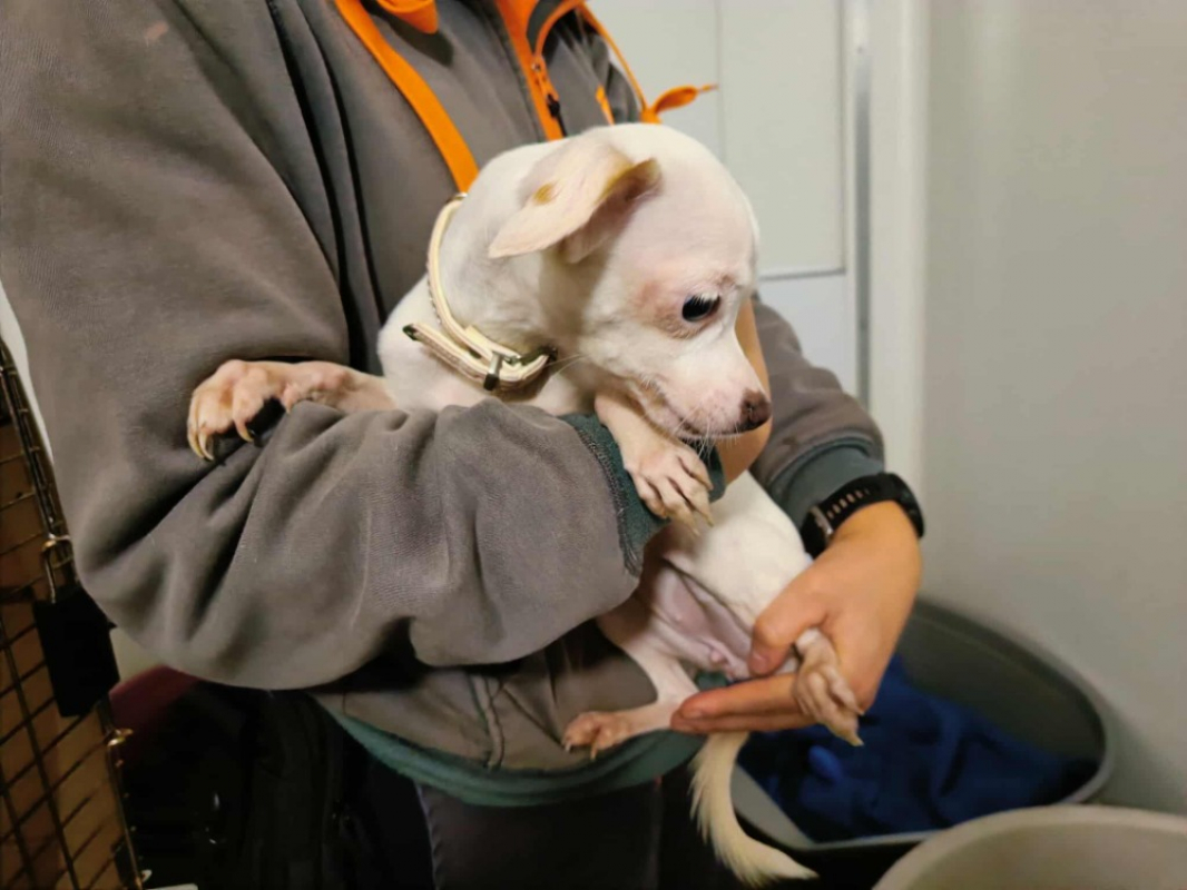 Photo #2 de Polly qcn