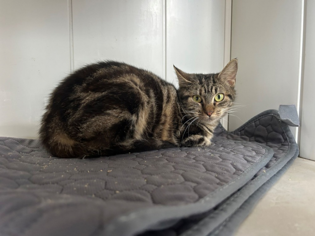 Photo #1 de Alliwell