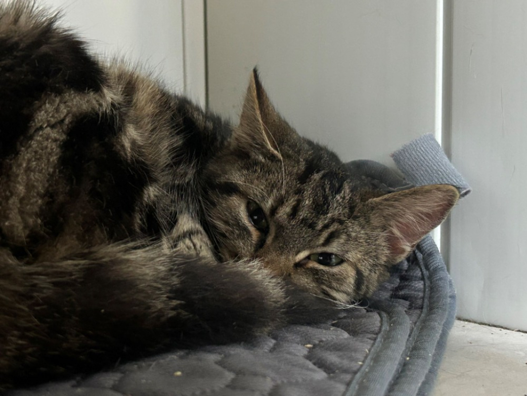 Photo #2 de Alliwell