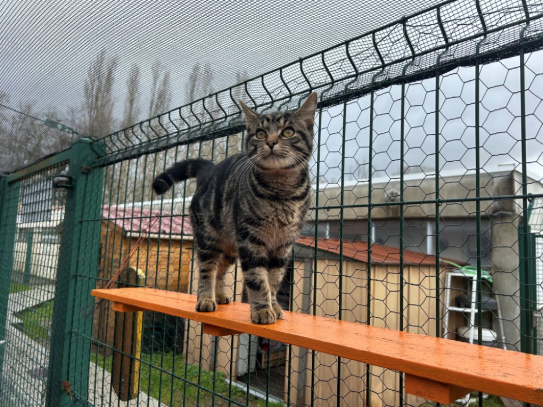 Photo #3 de Arlequin