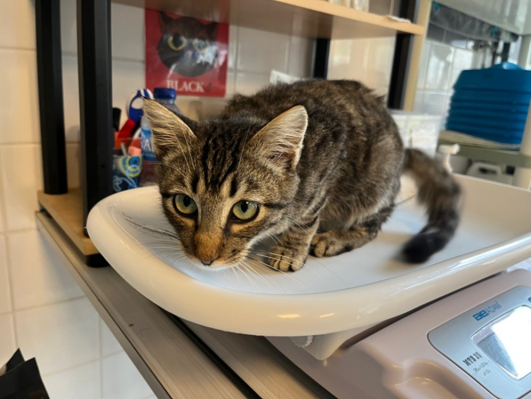 Photo de Kâlin att sté