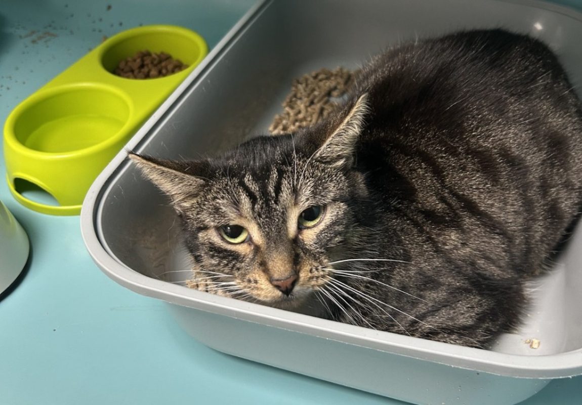 Duchesse - Chat Européen à adopter