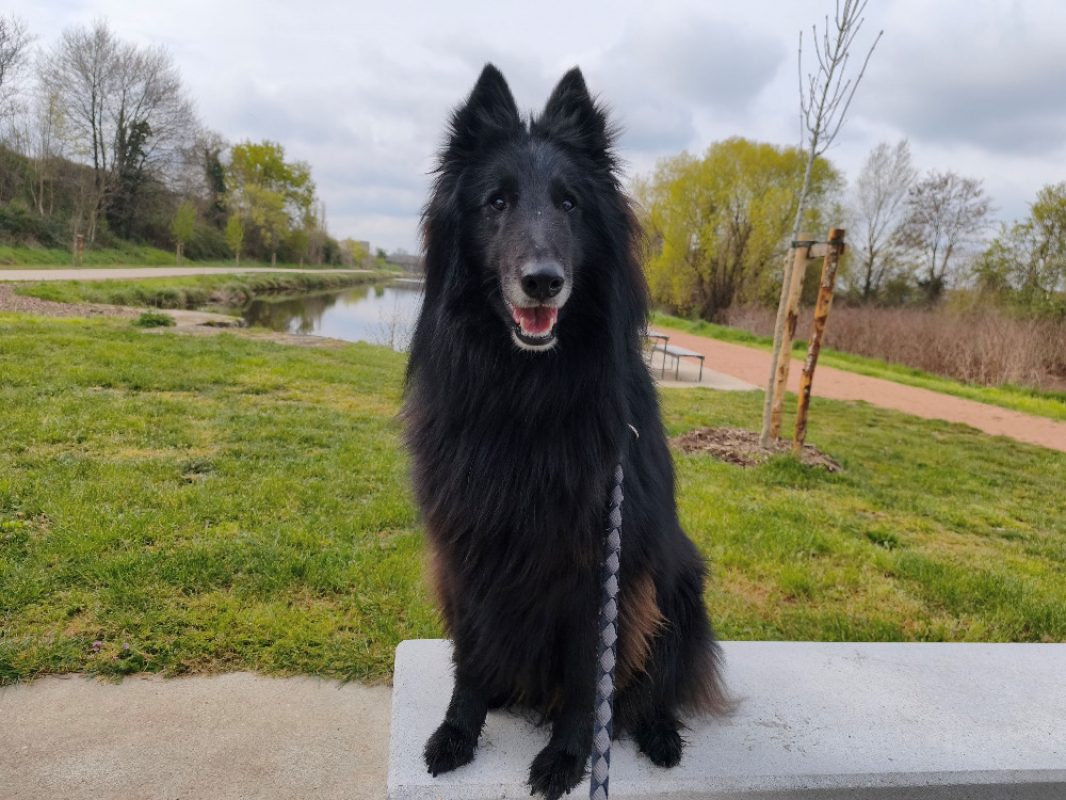 Talco - Chien à adopter