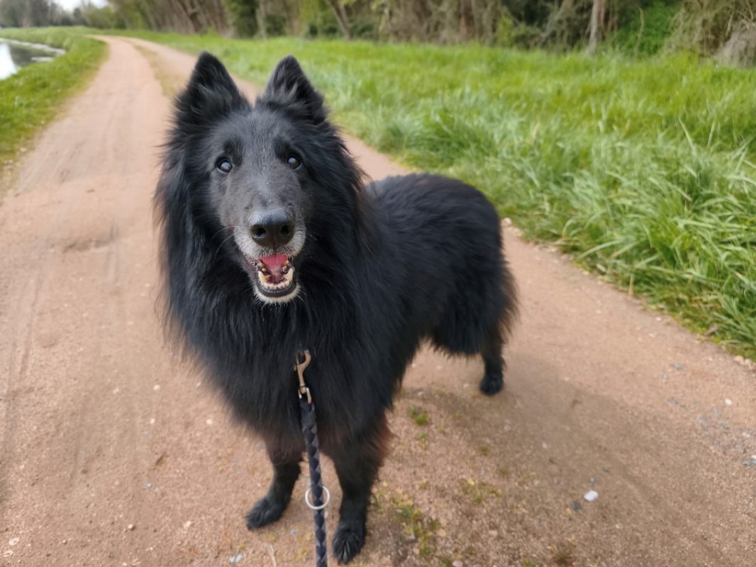 Talco - Chien à adopter - photo 2