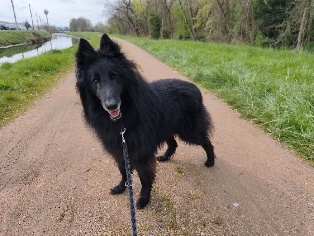 Talco - Chien à adopter - photo 3