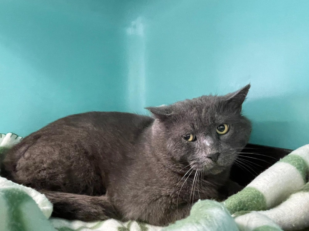 Photo #1 de Chaloupe