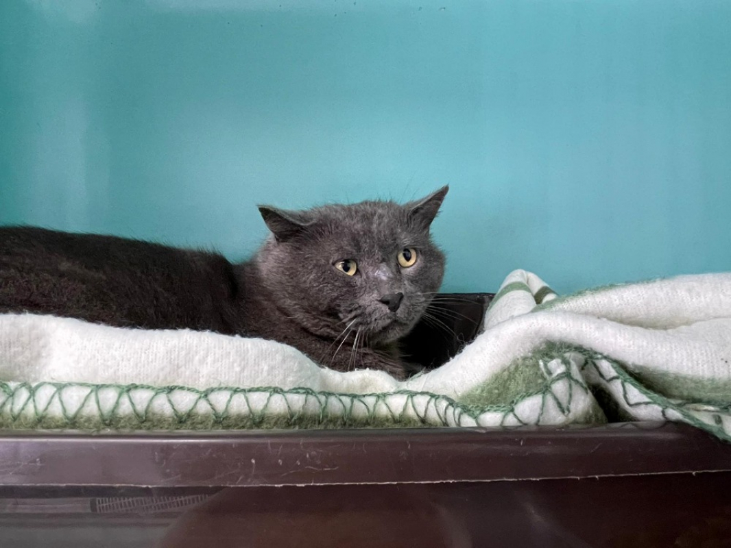 Photo #2 de Chaloupe