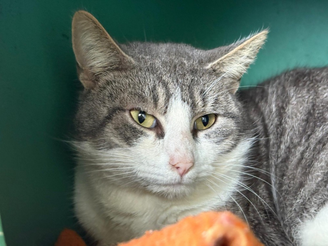 Photo #1 de Tartiflette