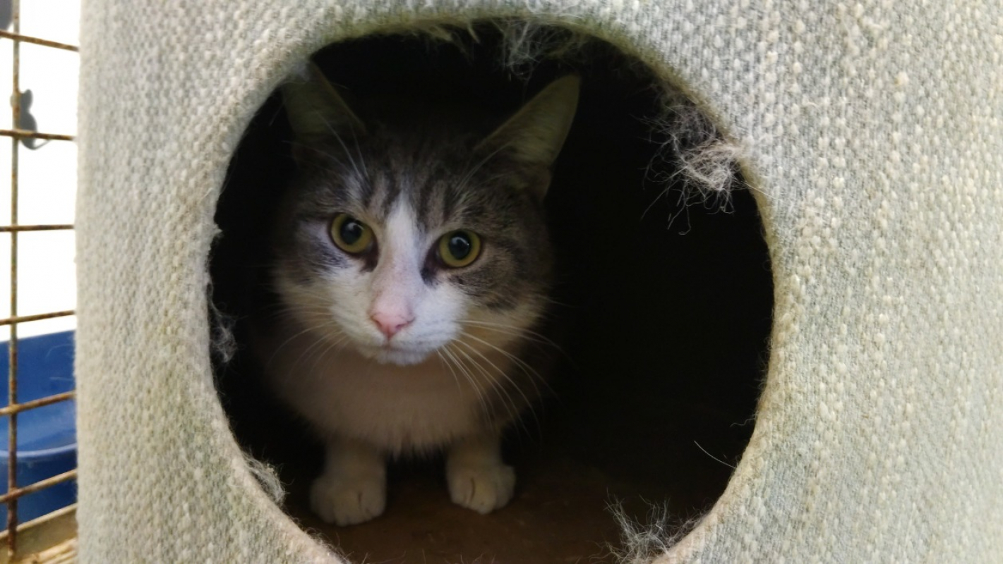 Photo #2 de Tartiflette