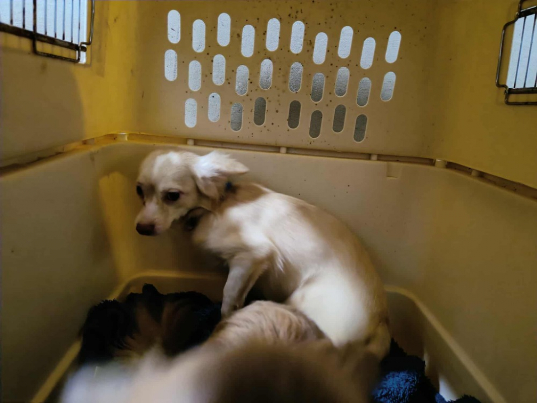 Photo #1 de Boubou qcn