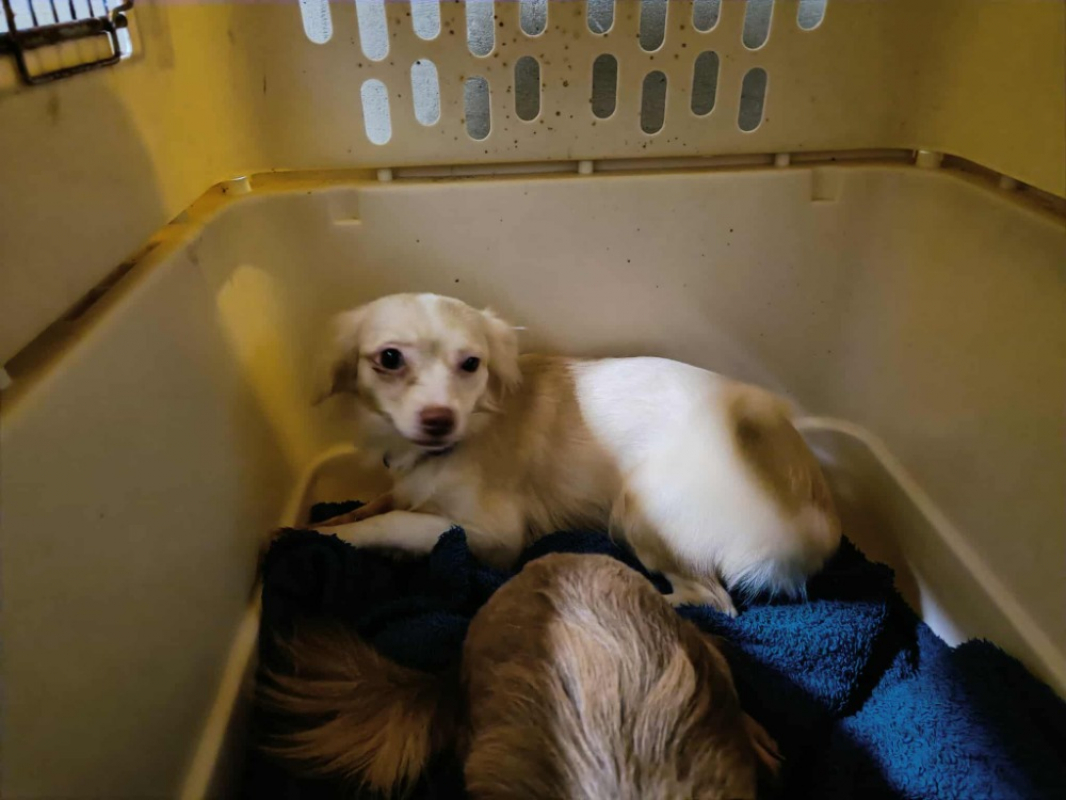 Photo #2 de Boubou qcn