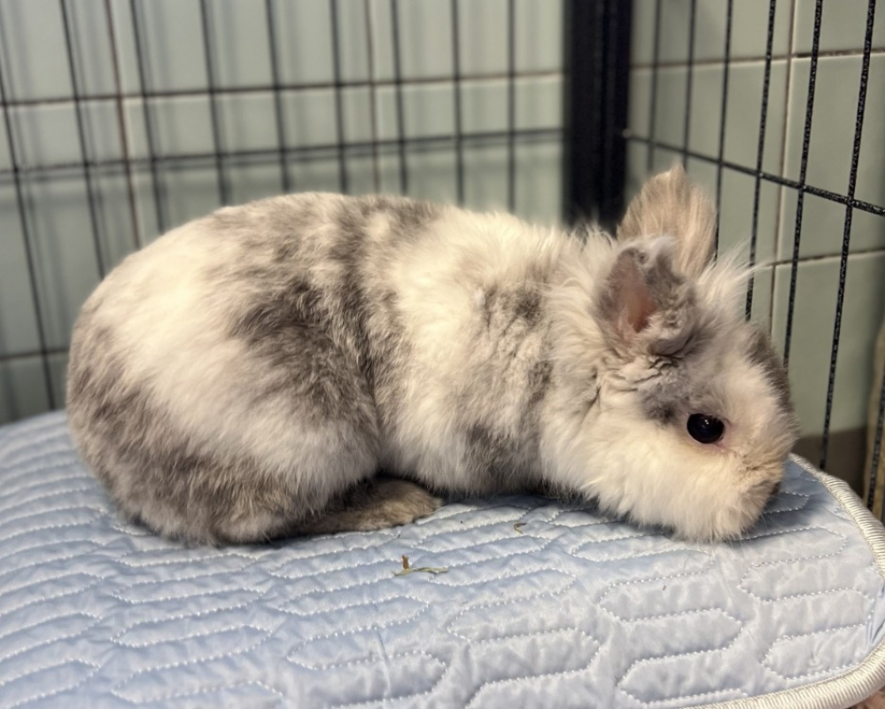 Photo #2 de Potinouss