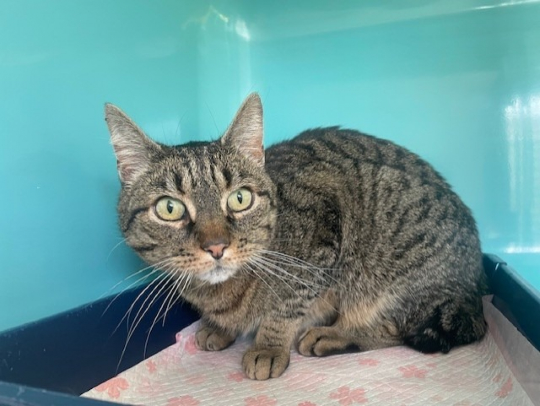 Photo #1 de Olympe dit titi