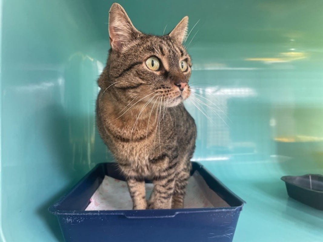 Photo #2 de Olympe dit titi