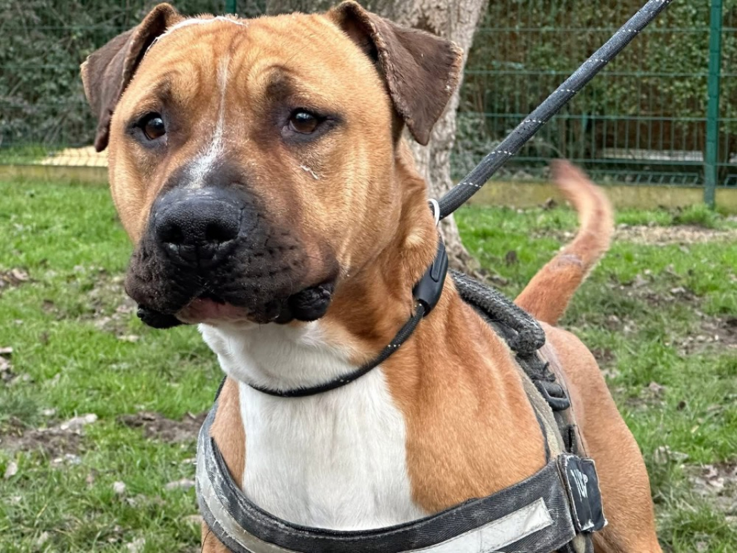 Photo #1 de Rosko two