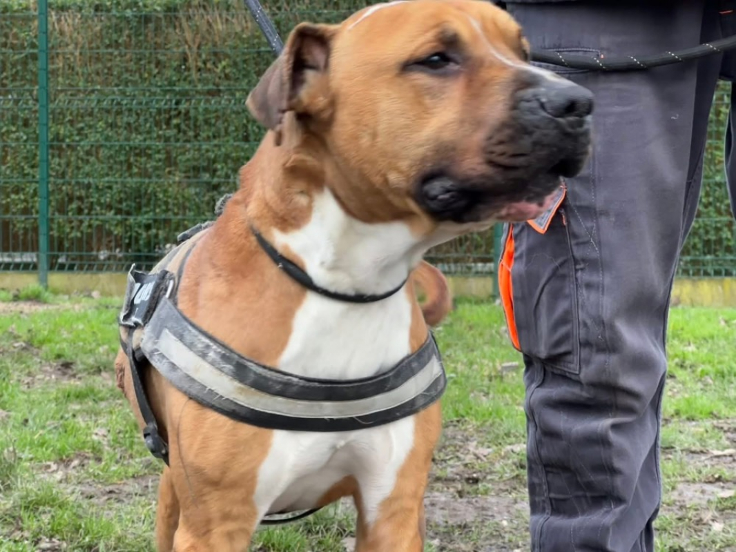 Photo #2 de Rosko two