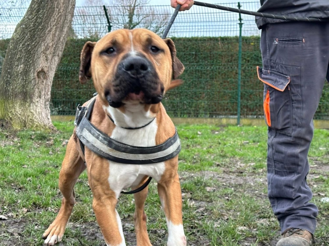 Photo #3 de Rosko two