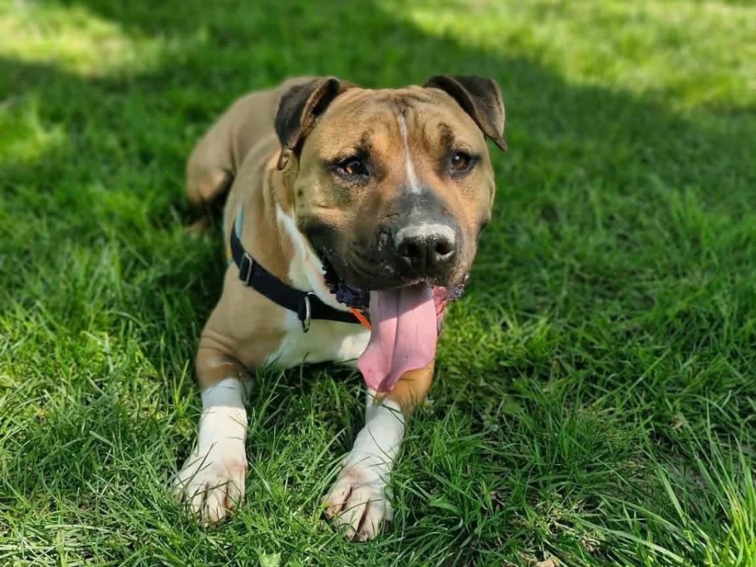 Rosko two - Chien à adopter