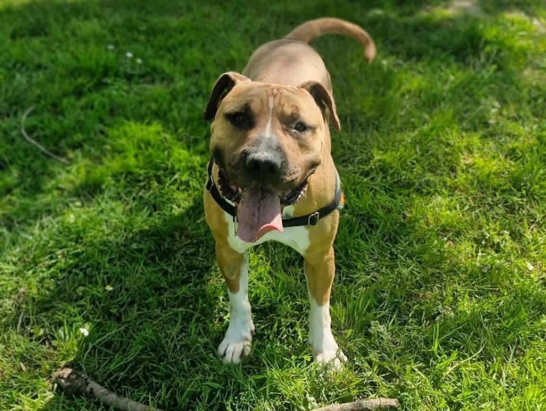 Rosko two - Chien à adopter - photo 2