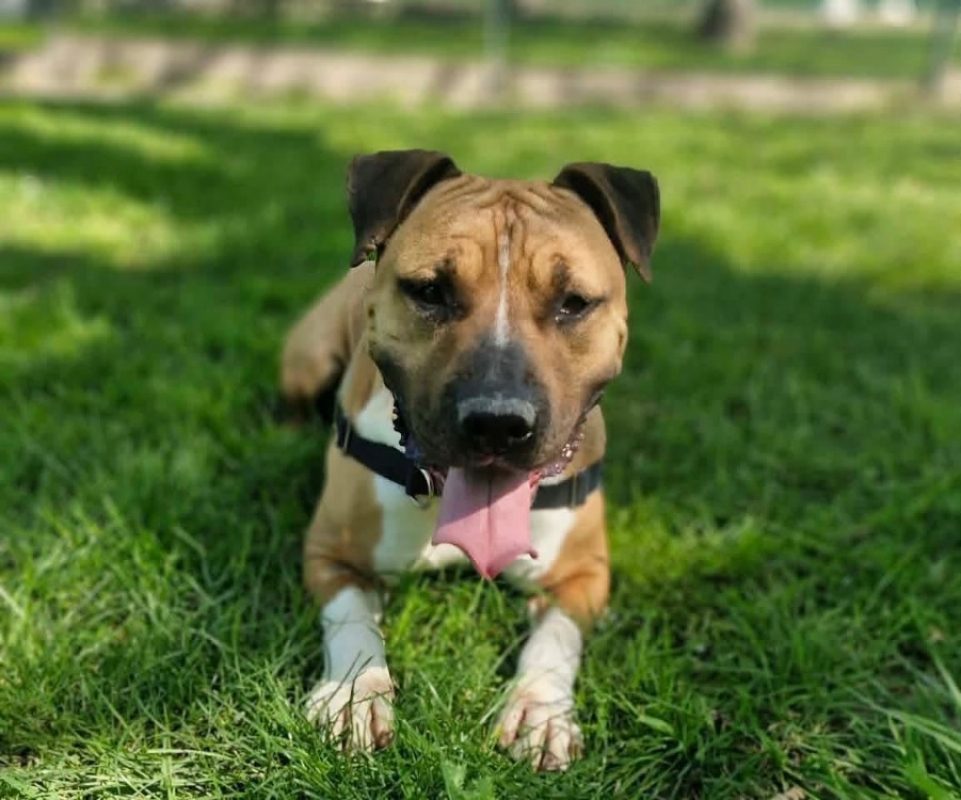 Rosko two - Chien à adopter - photo 3