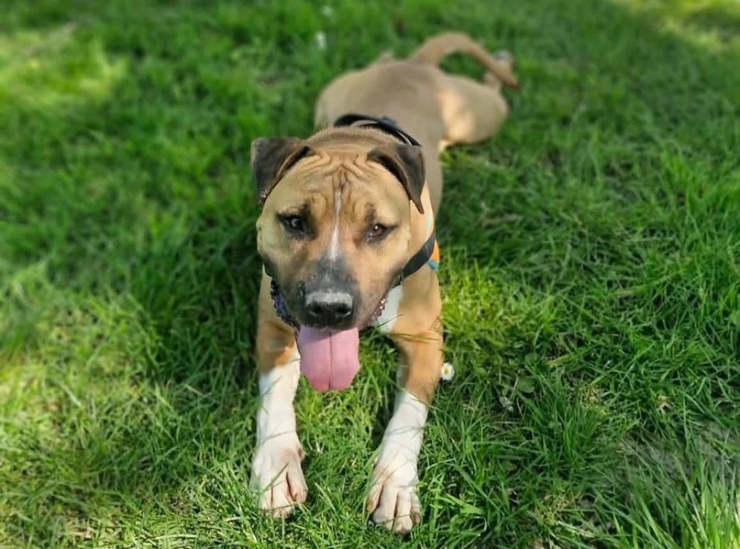 Rosko two - Chien à adopter - photo 4