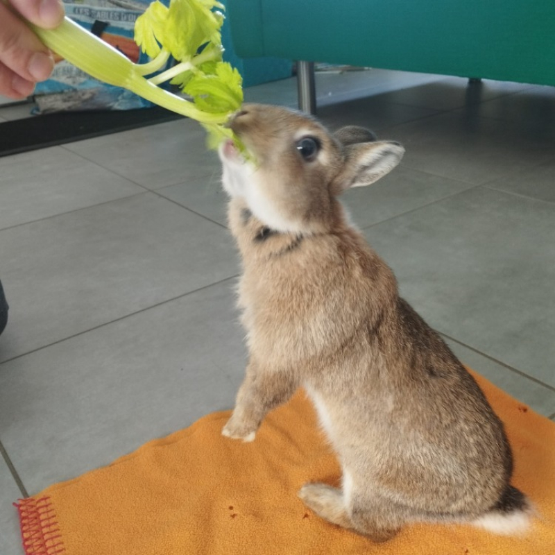 Photo #2 de Gaufrette