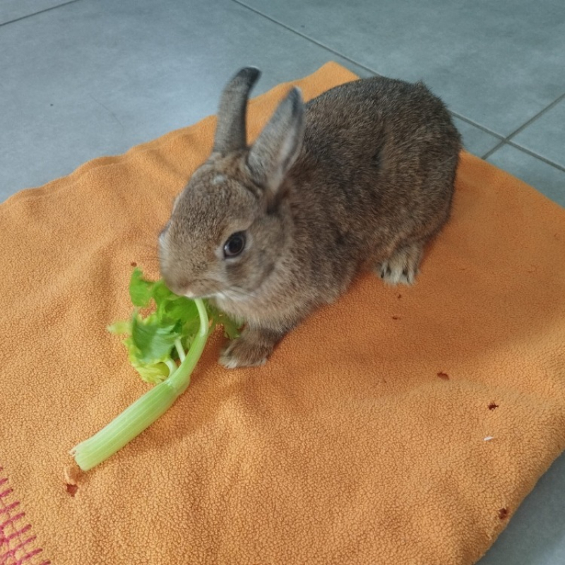 Photo #3 de Gaufrette