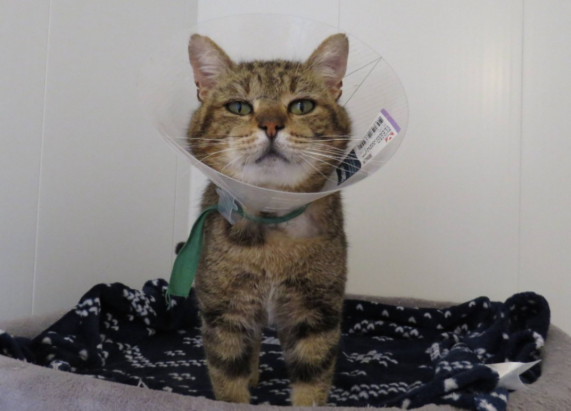 Photo #1 de Chifoumi