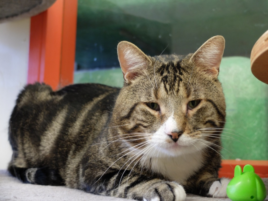 Photo #2 de Confetti