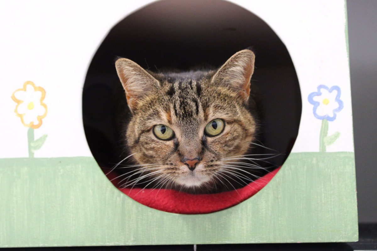 Photo #1 de Bayonetta