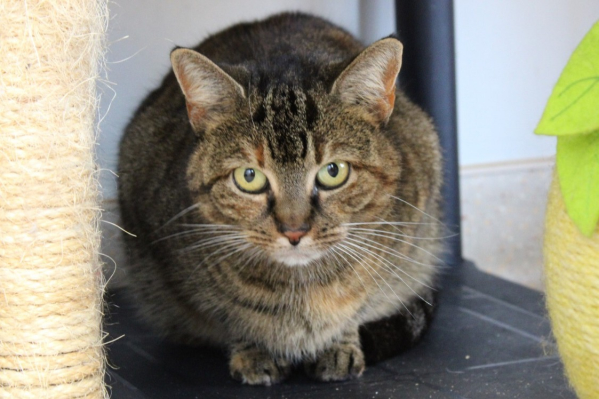 Photo #2 de Bayonetta