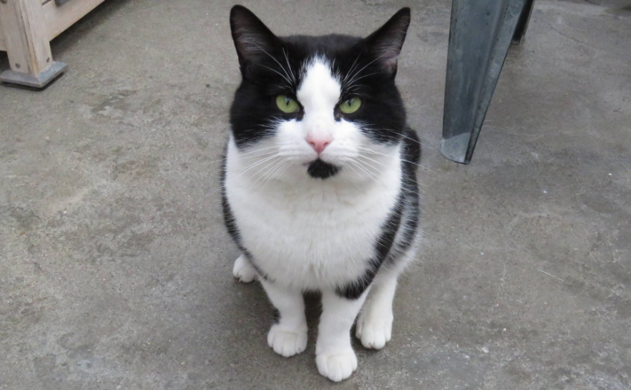 Photo #1 de Scratchy