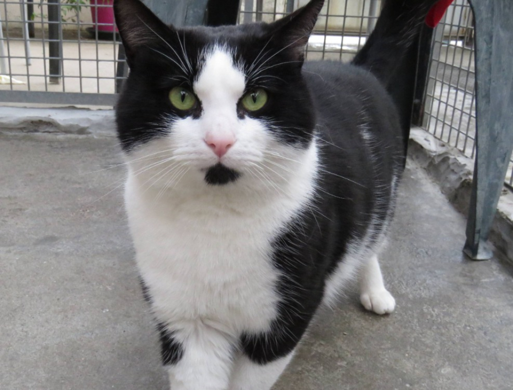 Photo #2 de Scratchy