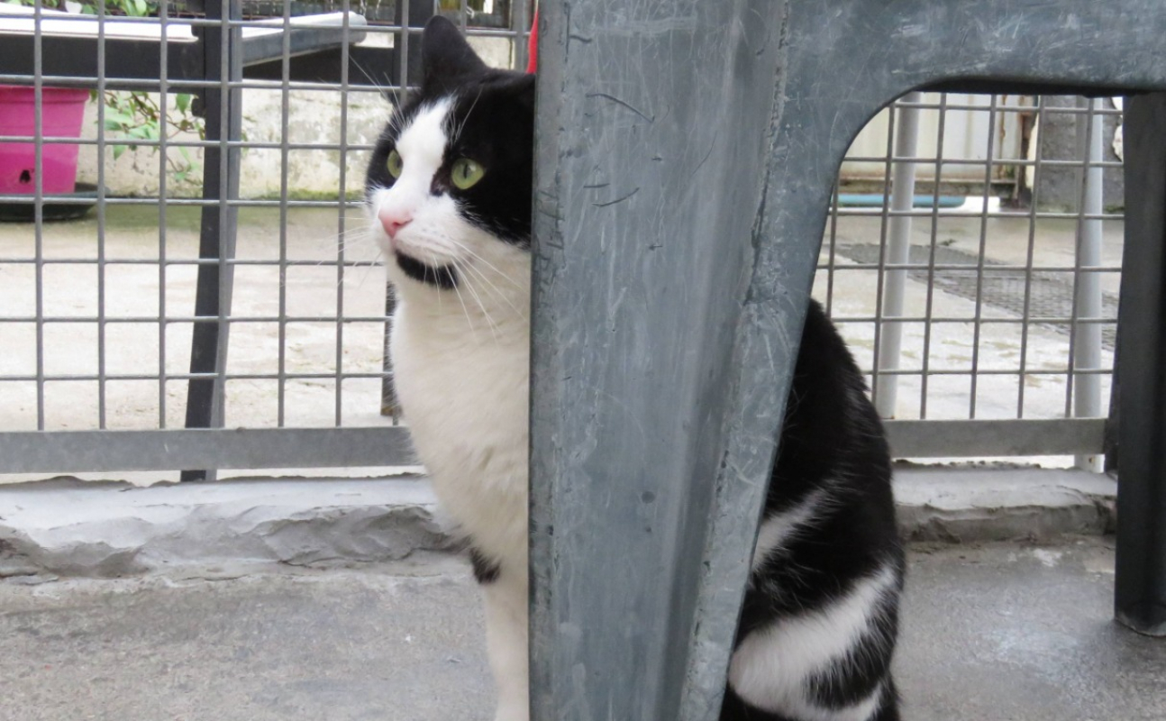 Photo #3 de Scratchy