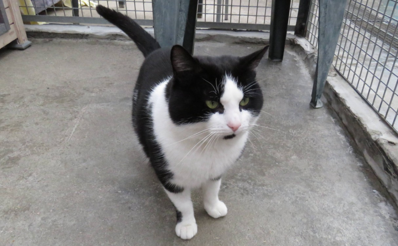 Photo #4 de Scratchy