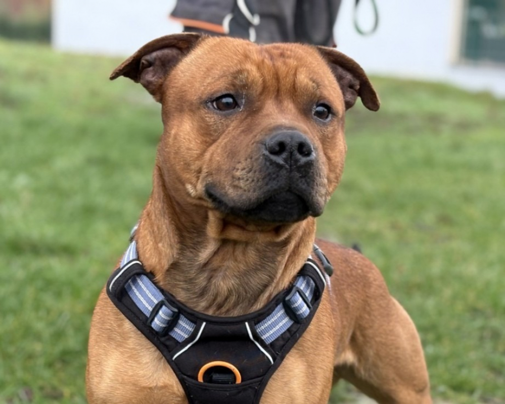 Photo #1 de Venom/vega