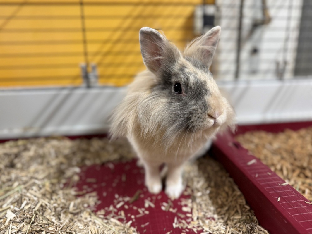 Photo #1 de Pimprenelle