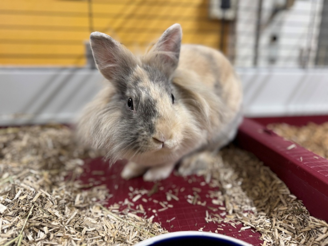 Photo #2 de Pimprenelle