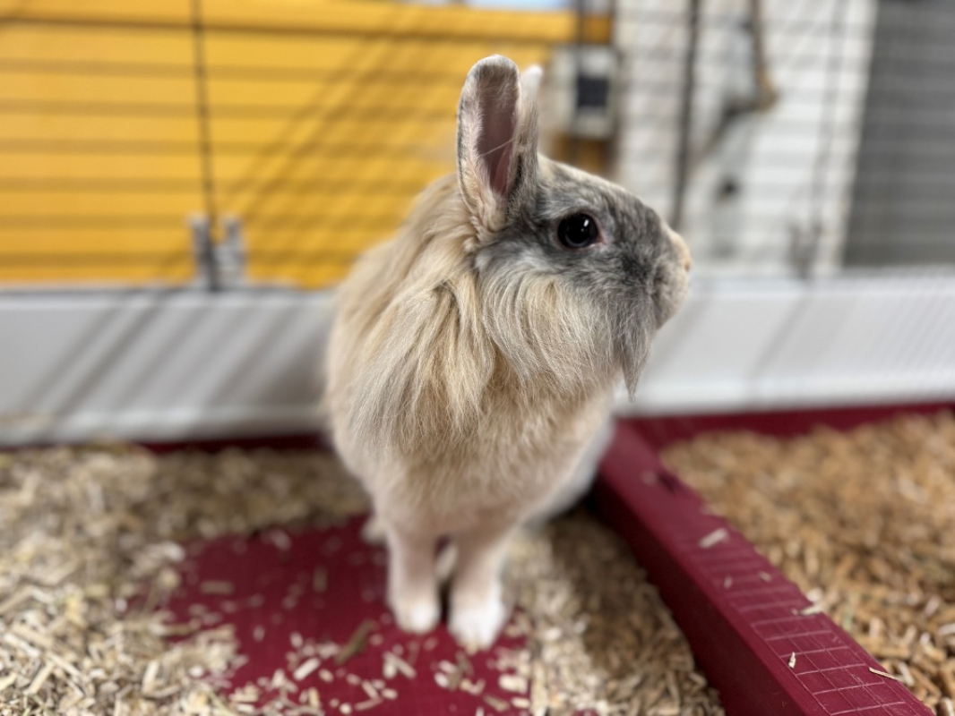 Photo #3 de Pimprenelle