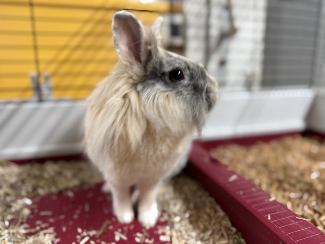 Photo #4 de Pimprenelle