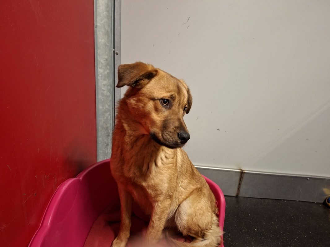 Seultout - Chien à adopter