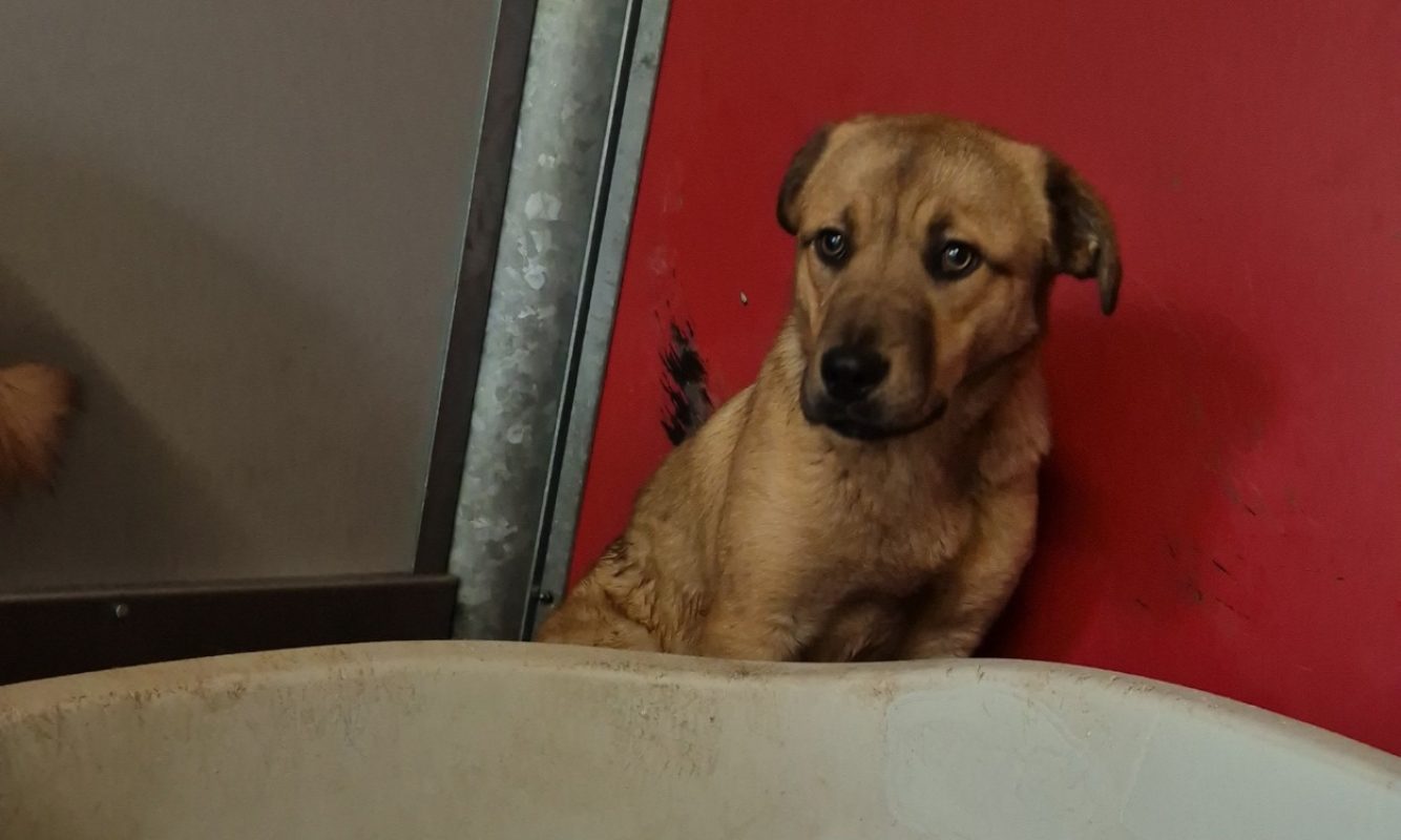 Seultout - Chien à adopter - photo 2