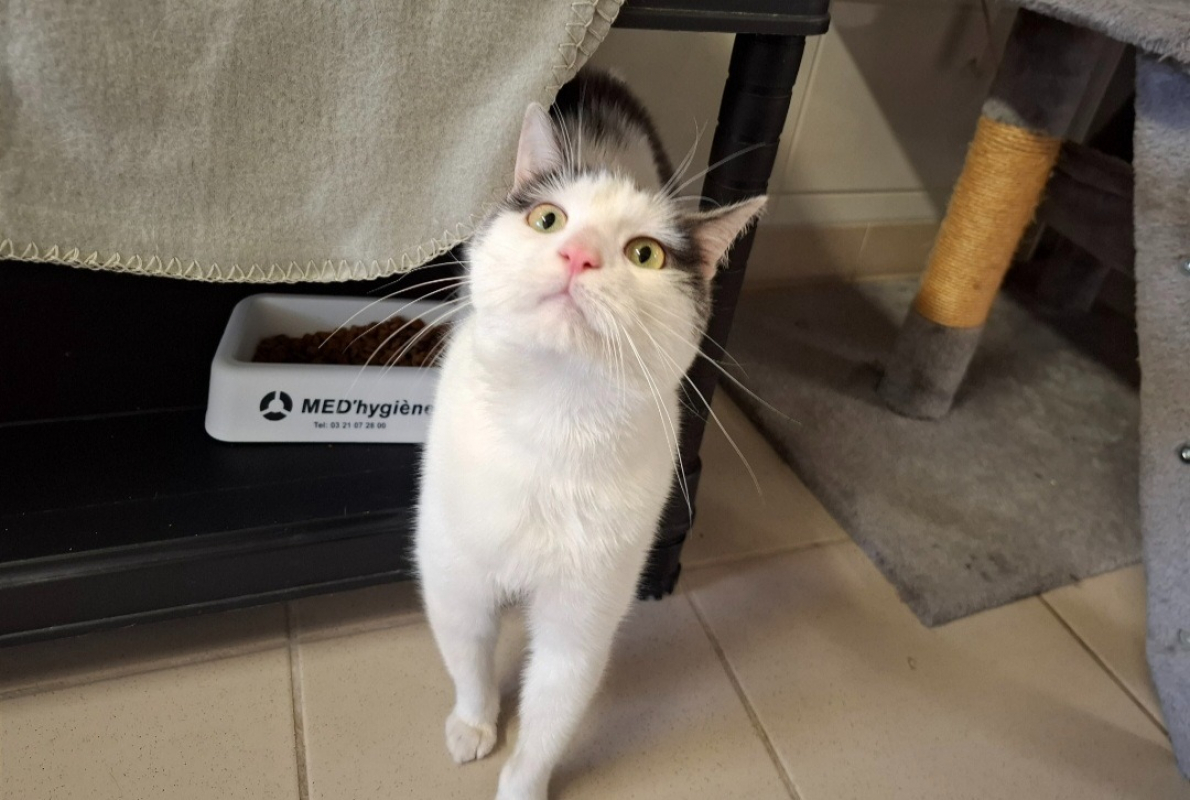 Photo de Mojito